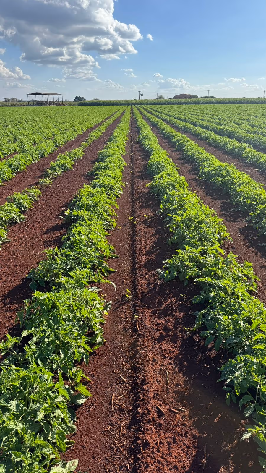 Fileiras de tomate